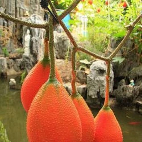 Thai GAC Superfruit Seeds,Vining MOMORDICA COCHINCHINENSIS, Spring Bitter Cucumber, 5 Seeds