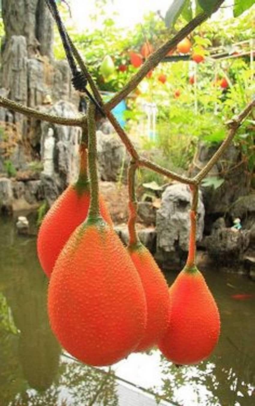 - Гак (Momordica cochinchinensis)
