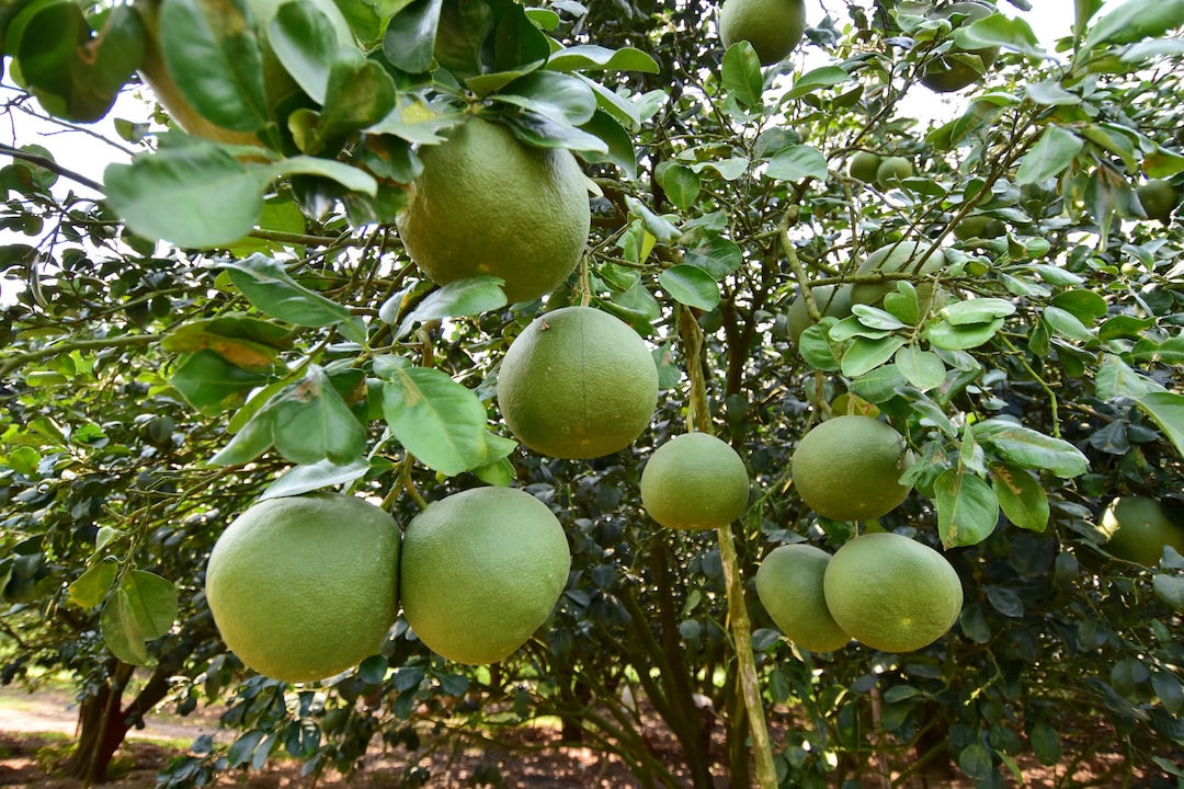 Pomelo Thai Grapefruit CITRUS MAXIMA 5 Fresh Seeds Etsy