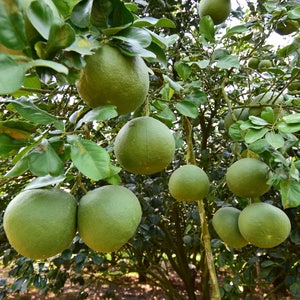 Può includere: Primo piano di un albero di pompelmo con molti pompelmi verdi appesi ai rami. I pompelmi sono rotondi e hanno una buccia liscia e verde.