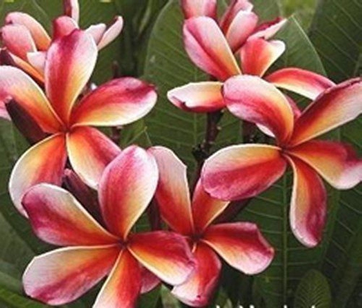 5 Fresh Seeds Frangipani Plumeria Rubra "CV Penang Peach" big pink yellow petals 5 Fresh Seeds Frangipani Plumeria Rubra "CV Penang Peach" big pink yellow petals