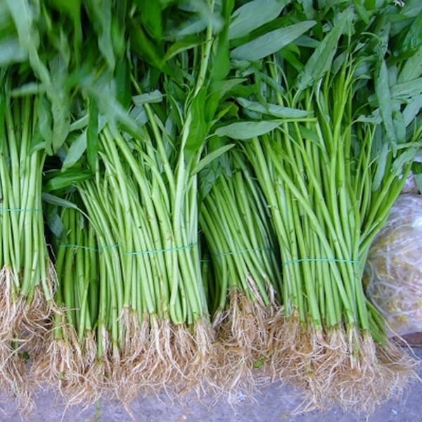 Packet of Bamboo  Leaf, Pak Boon Water Spinach Seed Seeds,Morning Glory