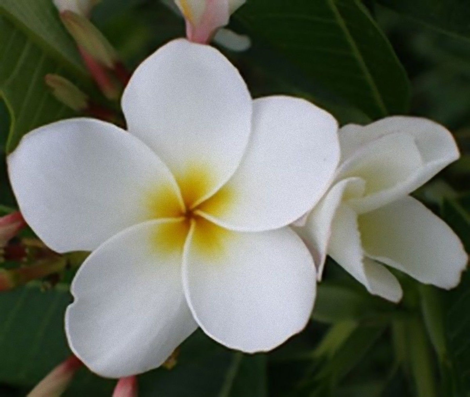 5 Fresh Thai Frangipani Flower Seeds PLUMERIA RUBRA Choose Etsy