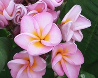 5 Fresh Seeds Frangipani Plumeria Rubra "CV Penang Peach" big pink yellow petals 5 Fresh Seeds Frangipani Plumeria Rubra "CV Penang Peach" big pink yellow petals