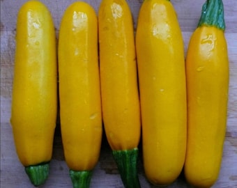 Thai Yellow Zucchini or Yellow Courgette vegetable seeds, CUCURBITA PEPO, 2g or @ 12 seeds