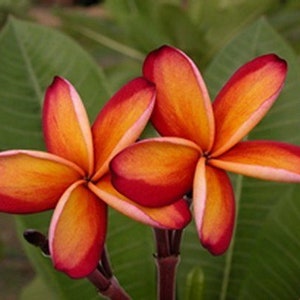 5 Fresh Thai Frangipani Flower Seeds, PLUMERIA RUBRA, choose variety pink, black violet, yellow, orange, white, red seed, lovely scent image 9