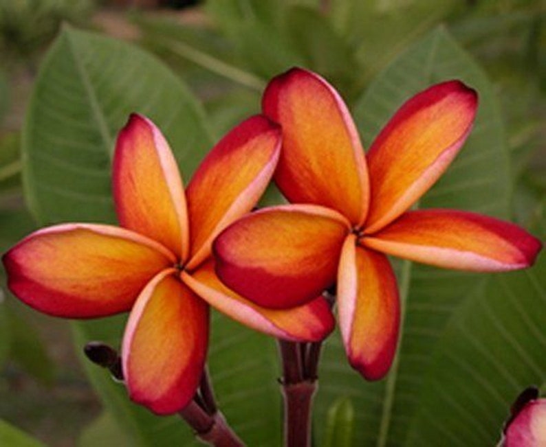 5 Fresh Thai Frangipani Flower Seeds, PLUMERIA RUBRA, choose variety pink, black violet, yellow, orange, white, red seed, lovely scent image 9