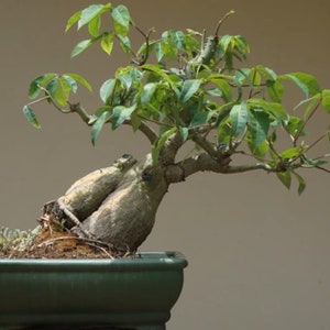 Kapok tree, 15 Seeds, CEIBA PENTANDRA, Silk Cotton Tree interesting bonsai tree