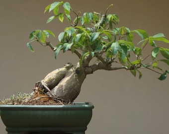 Kapok tree, 15 Seeds, CEIBA PENTANDRA, Silk Cotton Tree interesting bonsai tree