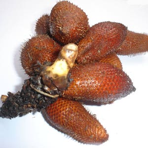 May include: A cluster of brown salak fruits, also known as snake fruit, with a scaly, reddish-brown exterior and a spiky texture. The fruits are arranged together, with a light-colored stem and dark, dried base.