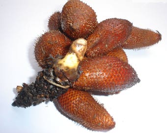 Può includere: Un gruppo di frutti di salak marroni, noti anche come frutto del serpente, con una buccia squamosa marrone-rossastra e una consistenza spinosa. I frutti sono disposti insieme, con un gambo chiaro e una base scura e secca.