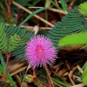 May include: A pink flower with delicate petals blooms among green fern-like leaves. The flower is surrounded by green foliage.
