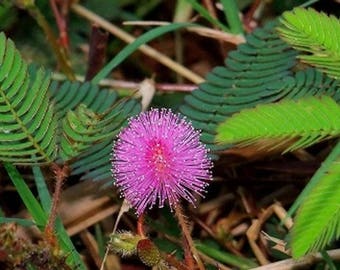 Thai Sensitive Flower  20 Fresh Mimosa Pudica, Sensitive Flower Seeds, MIMOSA PUDICA, Great fun - Grow your own