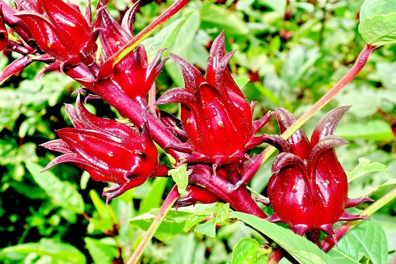 thaiseeds Roselle Seed