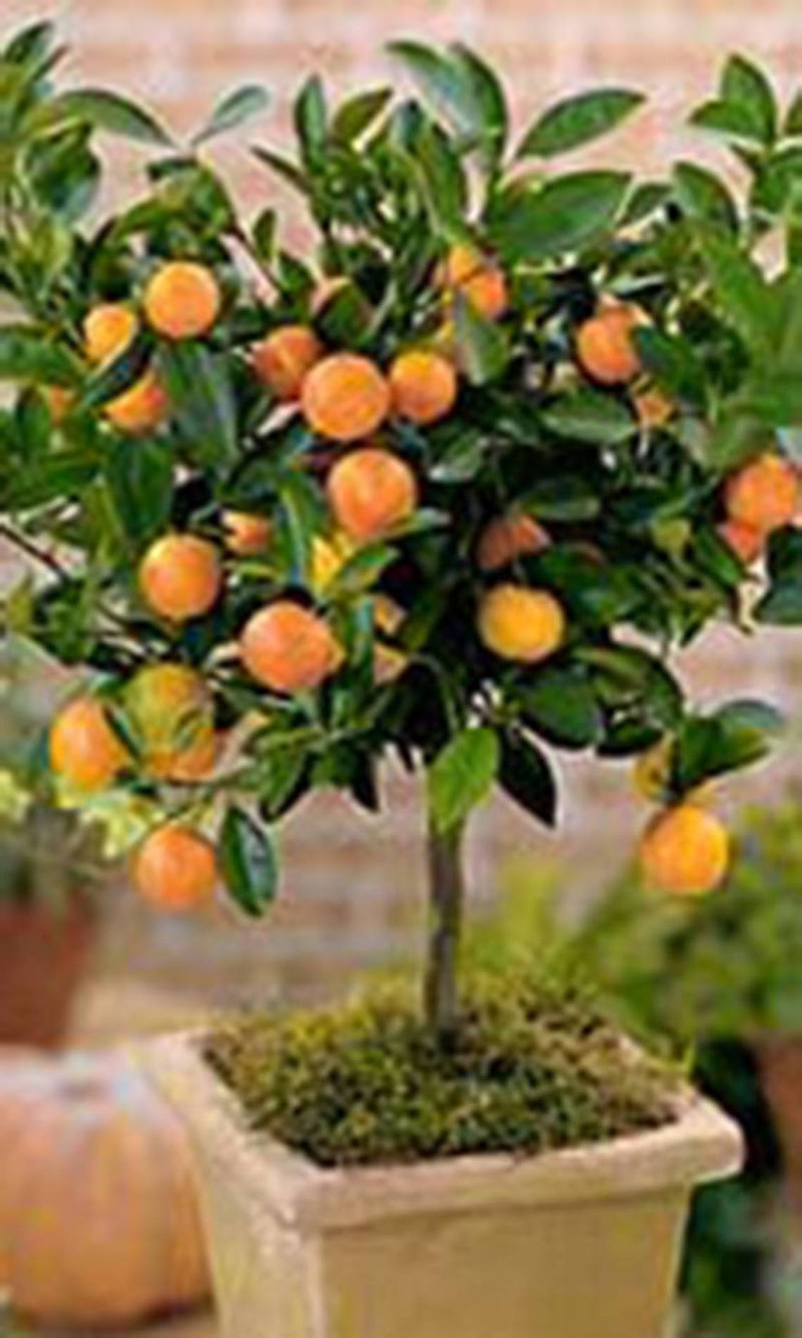 Calamondin Thai Miniature Orange Tree CITROFORTUNELLA Etsy