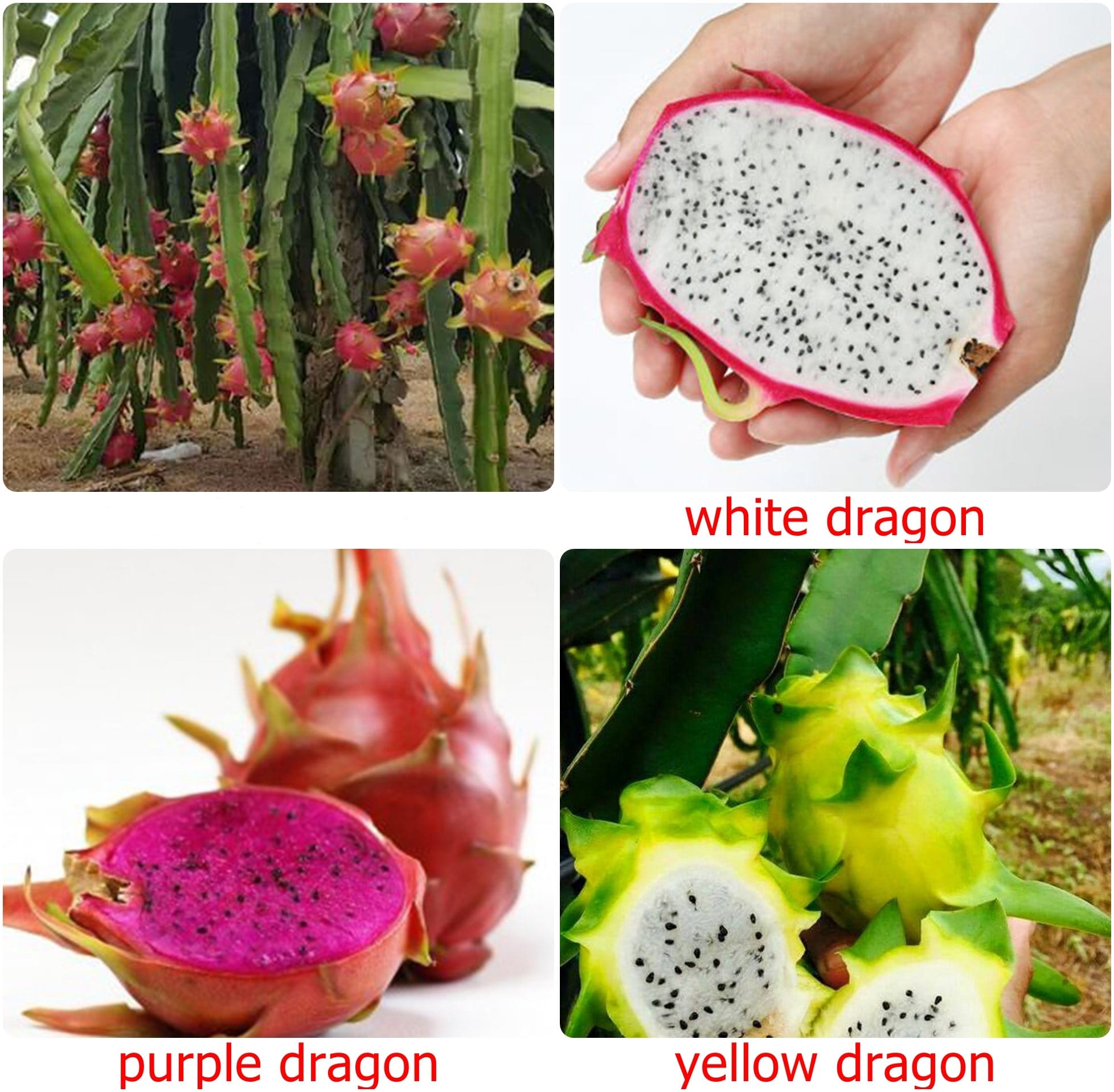 Dragon Fruit Dark Star Vine Plant Pitaya Hylocereus For Sale