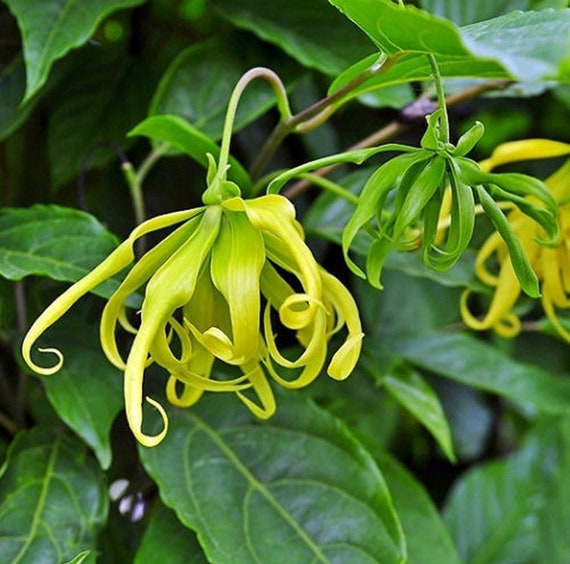 Ylang Ylang Flower Vine 5 Ylang Ylang Tree Vine Seeds Etsy