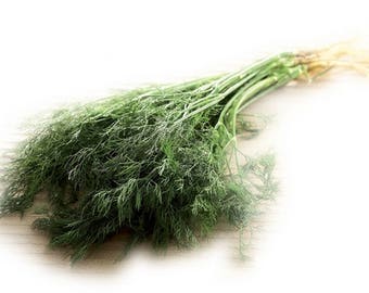 Thai Dill, Pak Chee Lao Dill aus Thailand ANETHUM GRAVEOLENS Kraut