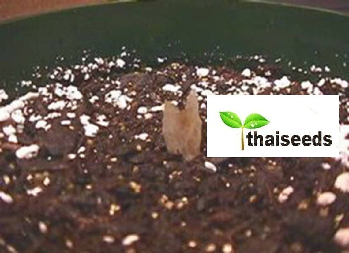 5 Fresh Thai Frangipani Flower Seeds PLUMERIA RUBRA Choose Etsy