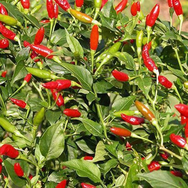 Thai Birds Eye Chilli Pepper Seeds, Very Hot chili,CAPSICUM, Tiny Hot Pepper, Non GMO, Authentic Thailand seeds