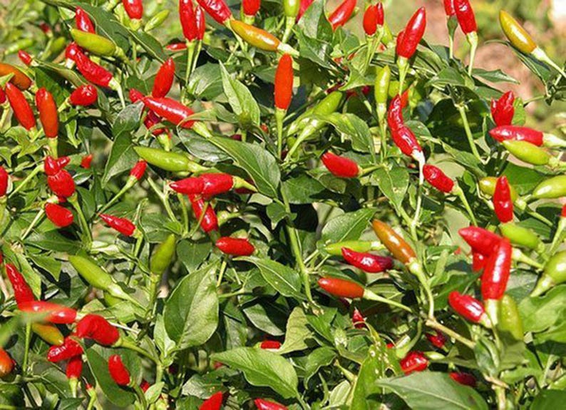 Thai Birds Eye Chilli Pepper Seeds, Very Hot chili,CAPSICUM, Tiny Hot Pepper, Non GMO, Authentic Thailand seeds image 1