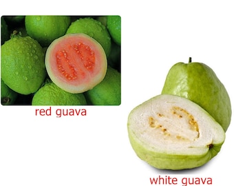 Thailändska guavaäpplefrön, PSIDIUM GUAJAVA, 15 färska frön Söt tropisk frukt, Välj - Rubinröd eller vit