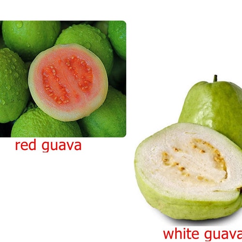 Thai Guava Apple Seed, PSIDIUM GUAJAVA, 15 Fresh seeds Sweet Tropical  fruit, Choose - Ruby Red or White