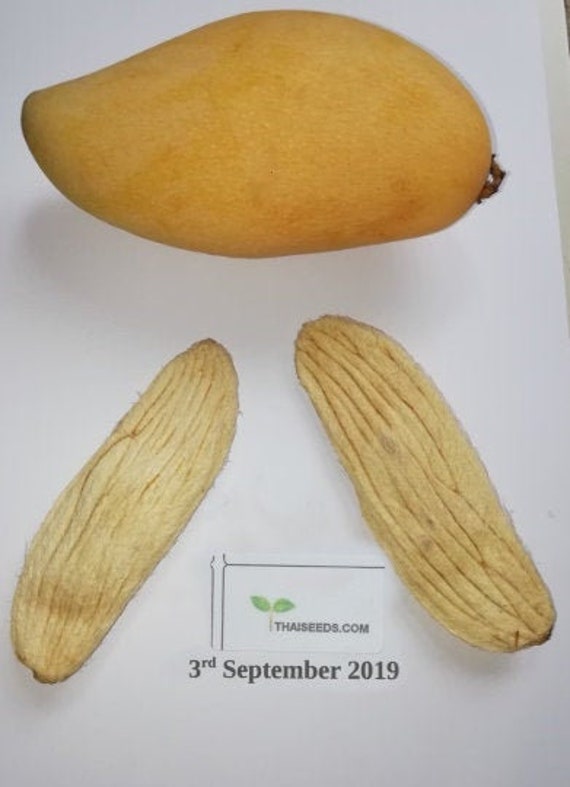 Home & Garden Seed germinated in season New 2 seed fresh mango