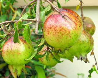 Thai Pomegranate Seeds, great source of Vitamin C, minerals and Fibre, PUNICA GRANATUM, 10 Fresh Seed