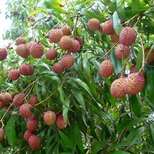 Thai Lychee seeds Outdoor Fruit Tree Rare Sweet LITCHI CHINENSIS seed