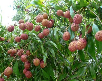 Thai Lychee seeds Outdoor Fruit Tree Rare Sweet LITCHI CHINENSIS seed