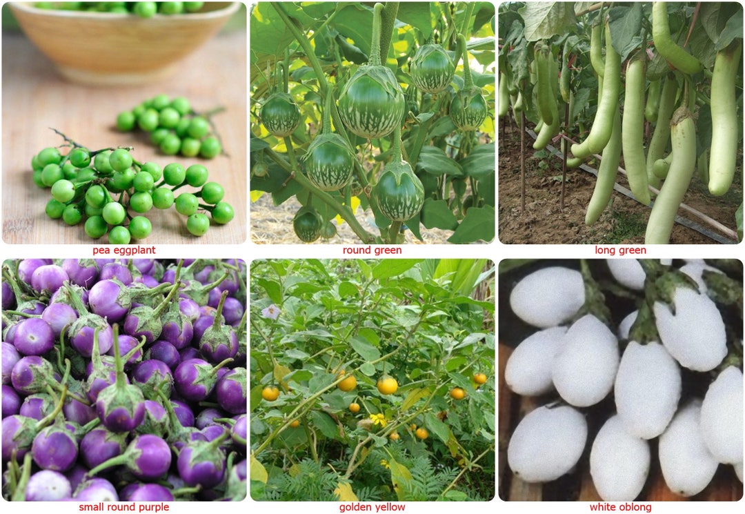 Thai Eggplant Seeds/aubergine Seed-solanum MELONGENA Pea,round Green,long  Green, Small Round Purple, Round Golden Yellow,white Oblong-choose - Etsy