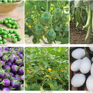 Puede incluir: Una colección de diferentes tipos de berenjenas. La imagen muestra berenjenas guisantes, berenjenas verdes redondas, berenjenas verdes largas, berenjenas moradas redondas pequeñas, berenjenas amarillas doradas y berenjenas blancas oblongas. Las berenjenas están en diferentes etapas de crecimiento.