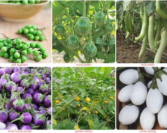Semillas de berenjena tailandesa / semilla de berenjena-SOLANUM MELONGENA Guisante, verde redondo, verde largo, púrpura redondo pequeño, amarillo dorado redondo, blanco oblongo-elegir