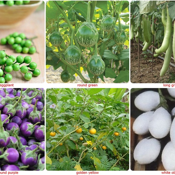 Thai eggplant seeds/aubergine seed-SOLANUM MELONGENA Pea,Round Green,Long Green, Small Round Purple, Round Golden Yellow,White Oblong-choose