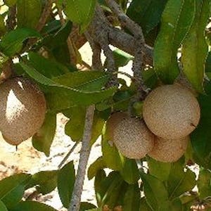 Thai Sapodilla Fruit, Lamoot, MANILKARA ZAPOTA or Buah Ciku, 5 fresh seeds image 2