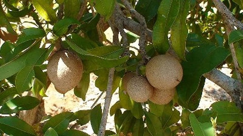 Thai Sapodilla Fruit, Lamoot, MANILKARA ZAPOTA or Buah Ciku, 5 fresh seeds image 2