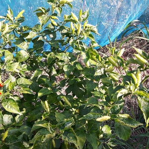 Thai Birds Eye Chilli Pepper Seeds, Very Hot chili,CAPSICUM, Tiny Hot Pepper, Non GMO, Authentic Thailand seeds image 3