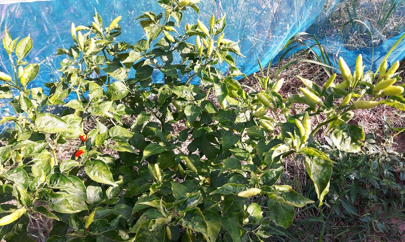 Thai Birds Eye Chilli Pepper Seeds, Very Hot chili,CAPSICUM, Tiny Hot Pepper, Non GMO, Authentic Thailand seeds image 3