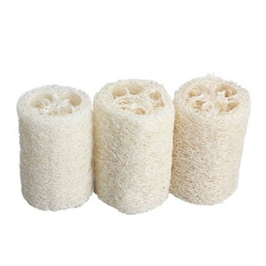 Thai Ridged Luffa, Loofah, Sponge, Chinese Okra, 5 Seeds, LUFFA ...
