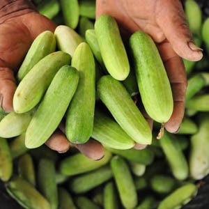 Thai Mini Cucumber, Packet of Thai Mini or Baby Cucumber Seeds, CUCUMIS SATIVUS, Dtaang Gwaa or taeng kwa for salad vegetable