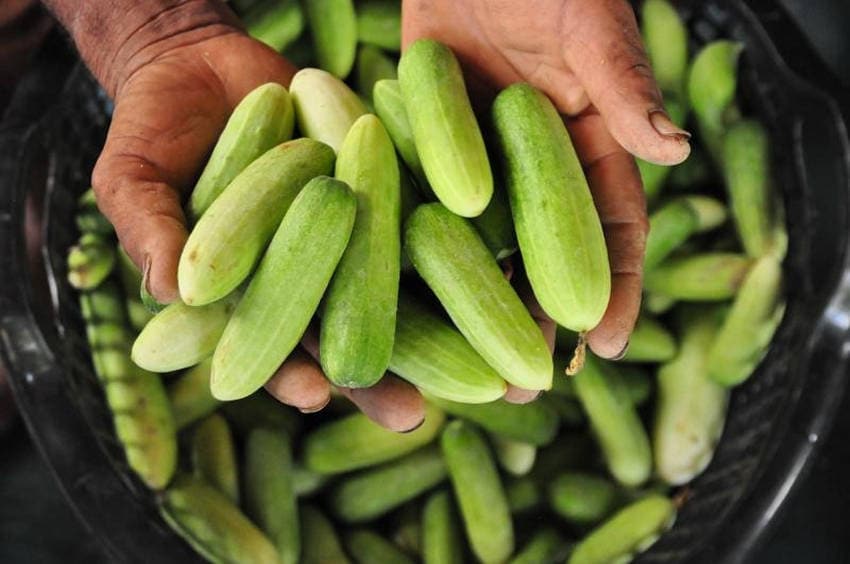 Thai Mini Cucumber Packet of Thai Mini or Baby Cucumber pic