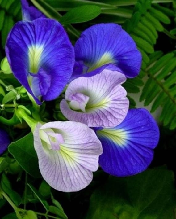 Butterfly Pea Flower