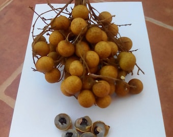 Thai Longan Berry or Lam Yai, sweet exotic tropical fruit , dragon eye fruit, 5 seeds, DIMOCARPUS LONGAN