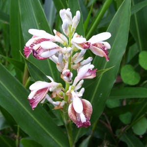 Thai Galangal Seeds, Grow your own, ALPINIA GALANGA, 15 rare vegetable seeds, herb, medicine, pretty flower, from Ginger family, Non GMO, image 4