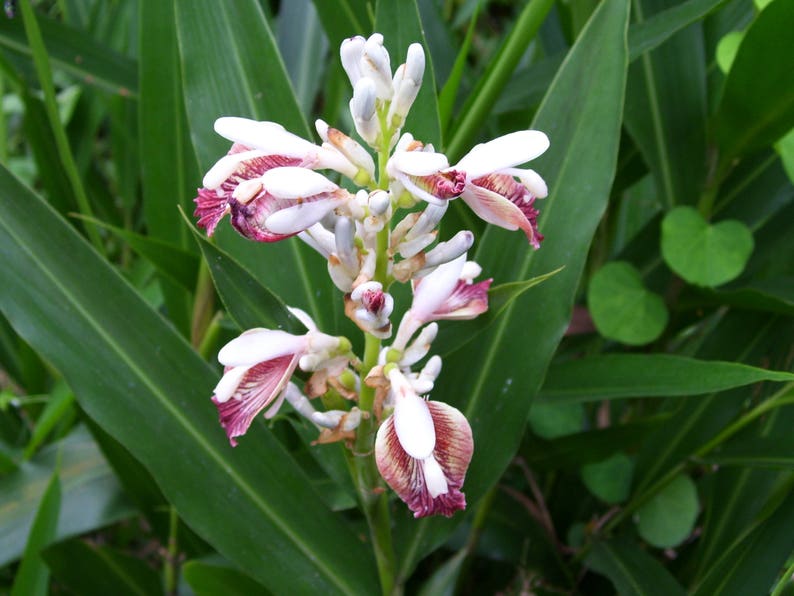 Thai Galangal Seeds, Grow your own, ALPINIA GALANGA, 15 rare vegetable seeds, herb, medicine, pretty flower, from Ginger family, Non GMO, image 4