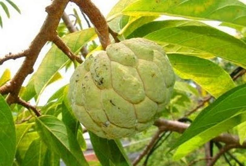 Фрукт рода аннона. Аннона черимойя цветение. Тропический фрукт рода аннона растет в Гватемале. Анона сахарное яблоко почки. Сахарное яблоко фото листов.