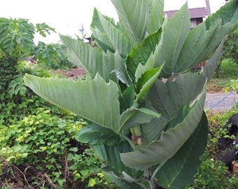 Thai LEEA MACROPHYLLA seeds, great medicinal plant attracting pollinating insects, 5 Seeds