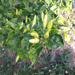 Thai Birds Eye Chilli Pepper Seeds, Very Hot chili,CAPSICUM, Tiny Hot Pepper, Non GMO, Authentic Thailand seeds image 2