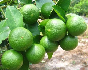 Thai Tropical Key Lime Seeds - 10 Fresh seeds - CITRUS AURANTIFOLIA